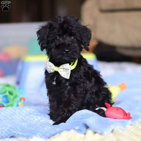 Mason, Schnoodle Puppy